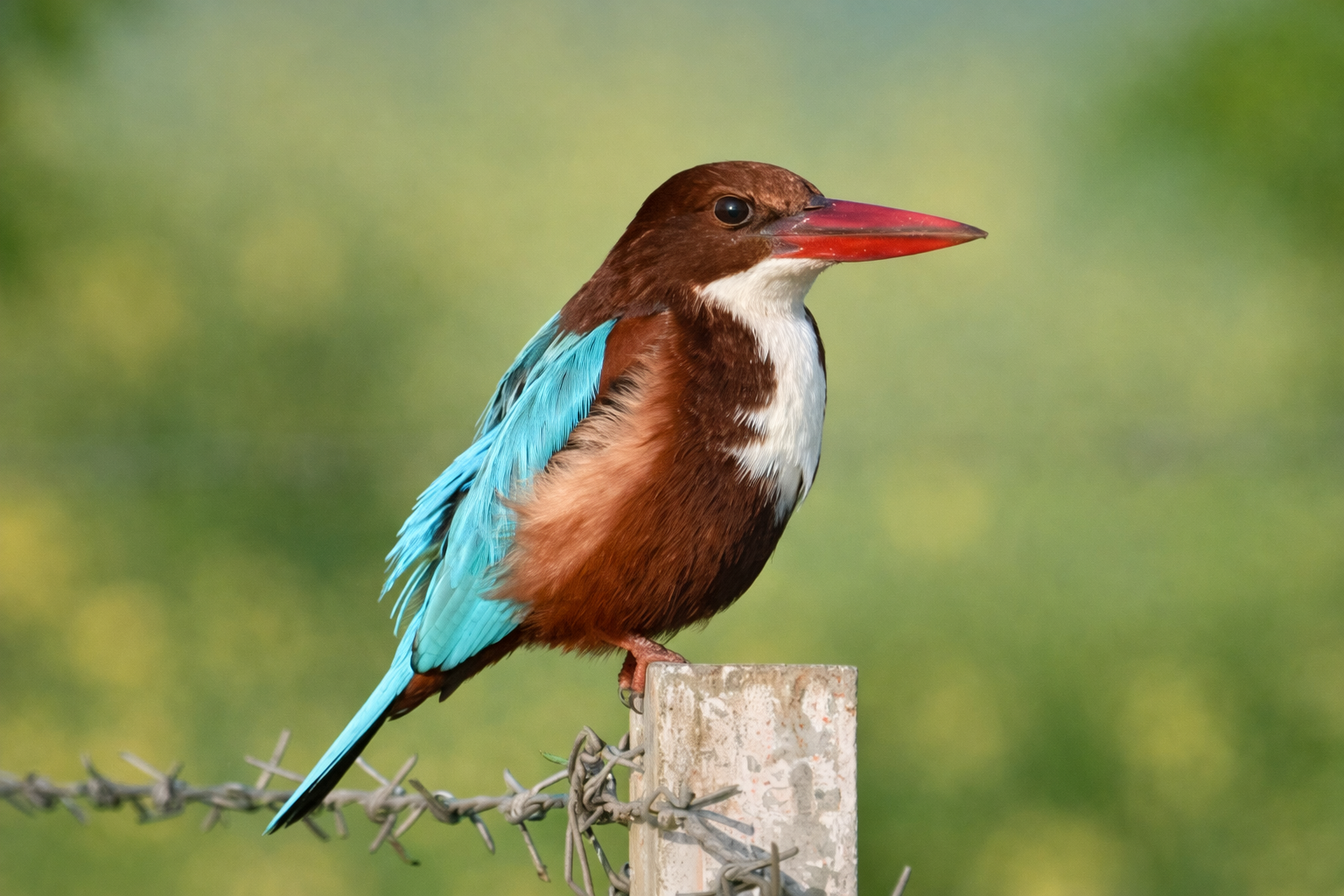 Kingfisher bird perched on a wire fence