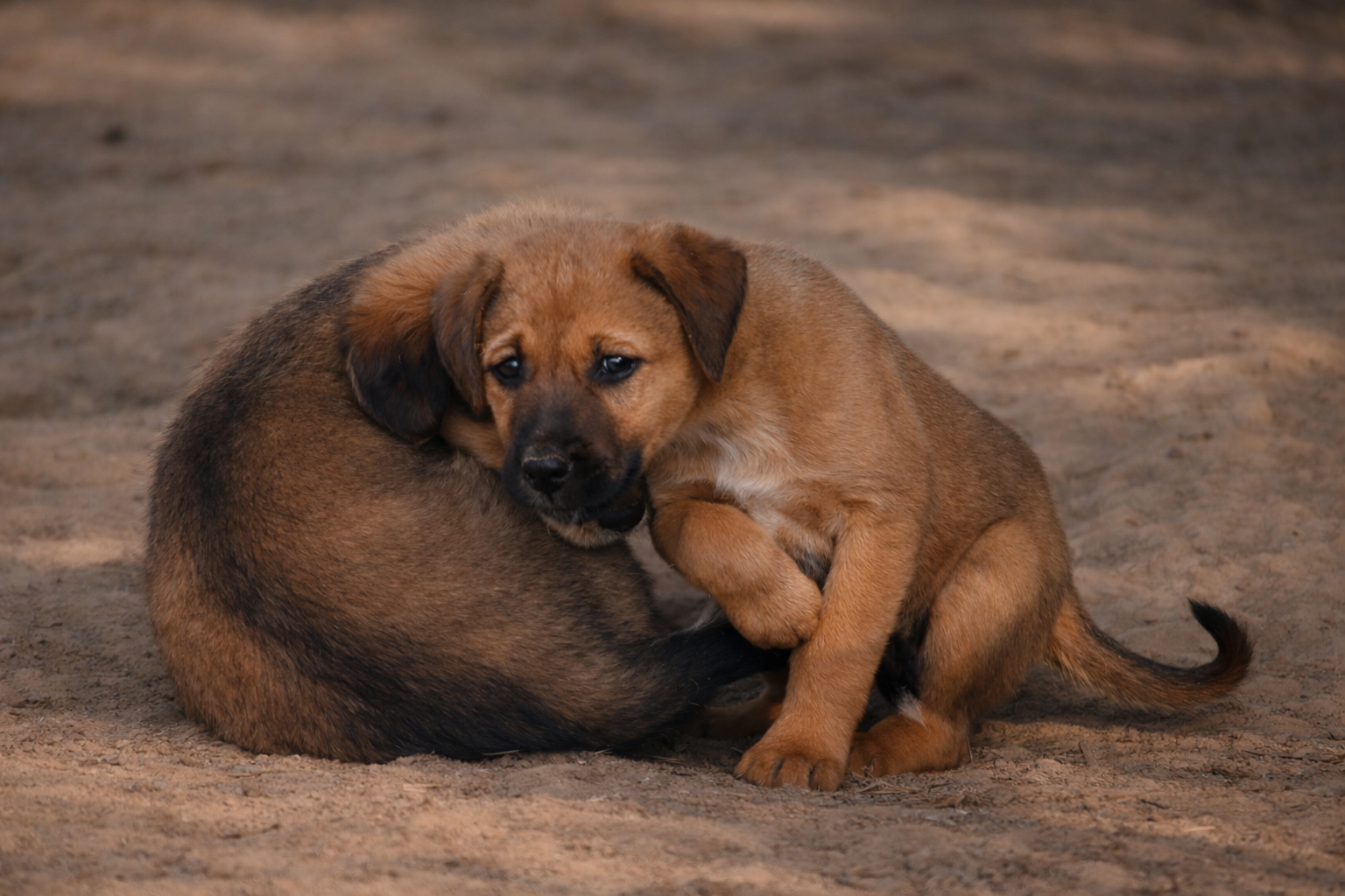 Brown dog curled up sleeping on the ground
