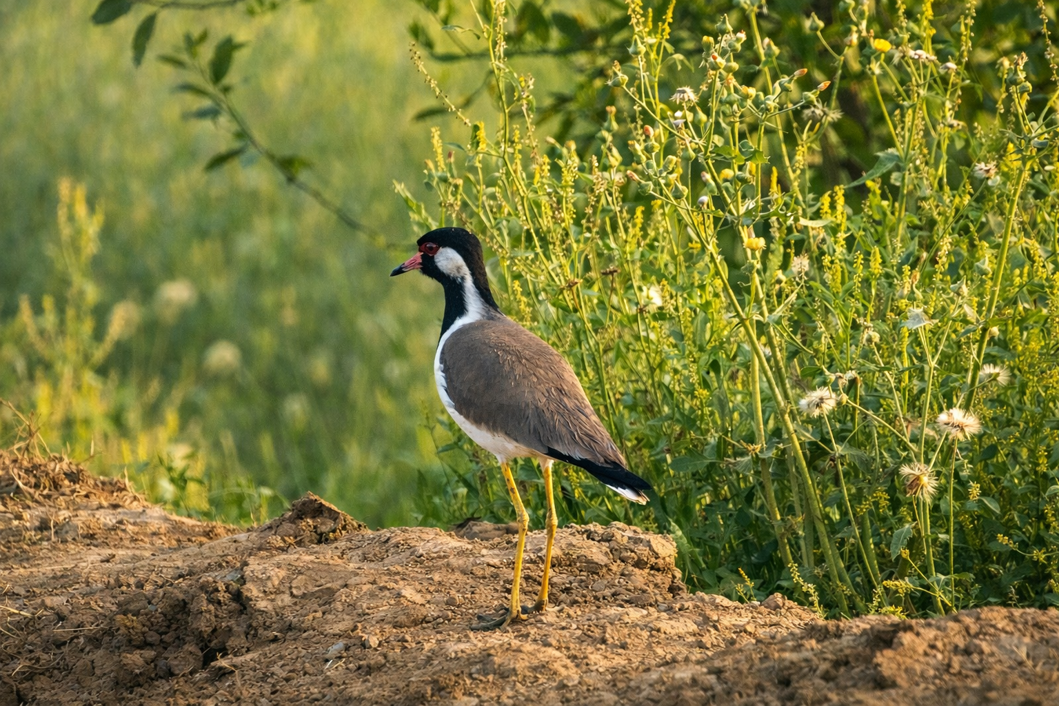 Lapwing bird standing in a field