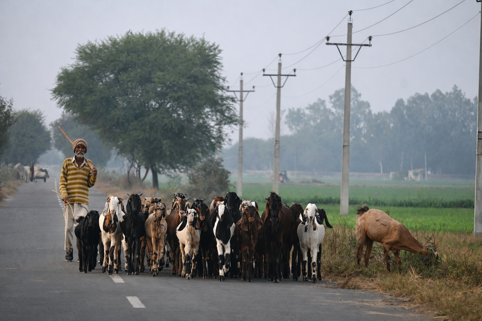 Herd of goats and sheep walking down a road