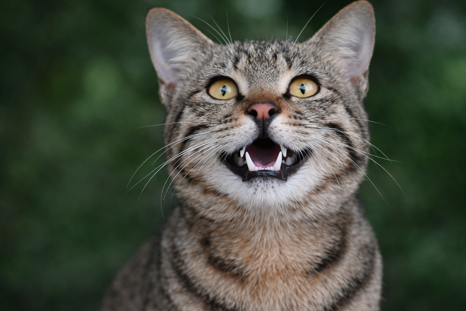 Tabby cat looking up and smiling