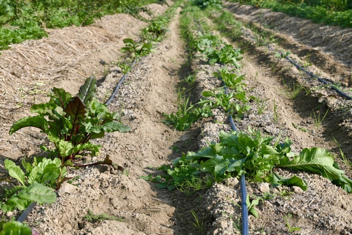 Raised Bed 01